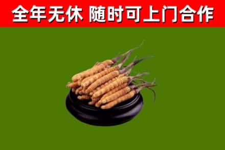 舞钢市烟酒回收冬虫夏草.jpg